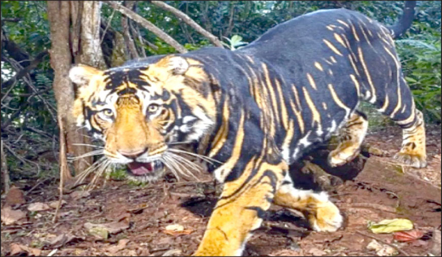 பொறுத்தார் “புலி”யாள்வார்..!
