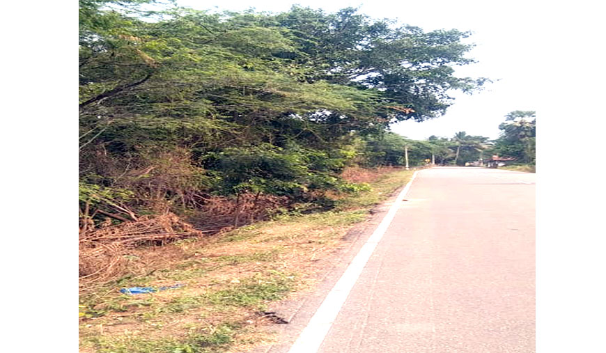 சீமை கருவேல மரங்கள் அகற்றம்