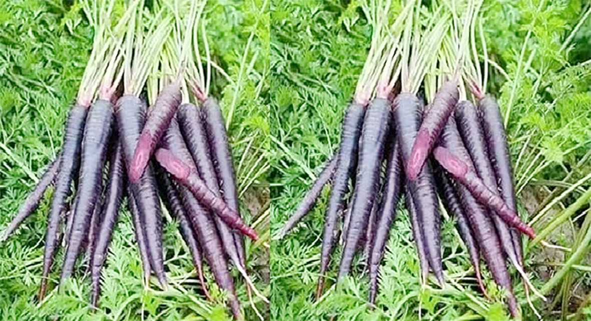 நீலகிரியில் கருப்பு கேரட் உற்பத்திக்கான சோதனை