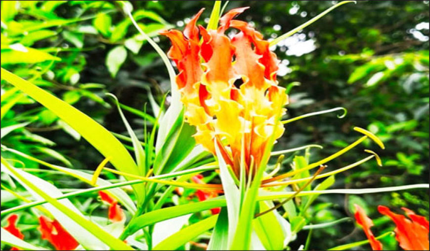 மேற்கு தொடர்ச்சி மலை அடிவாரப்பகுதிகளில் பூத்துக் குலுங்கும் செங்காந்தள்
