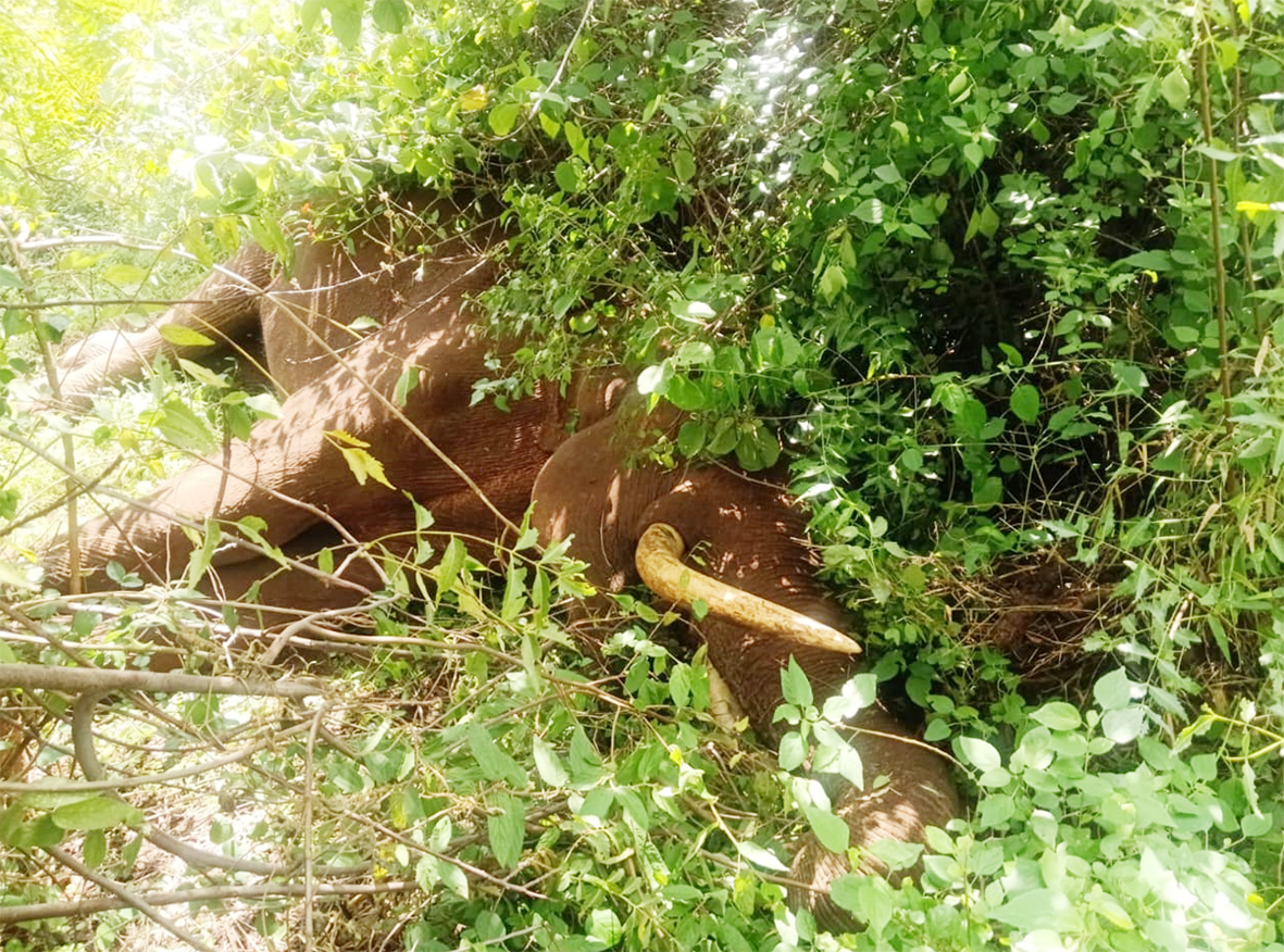 ஆண் யானையின் சடலம் கண்டெடுப்பு