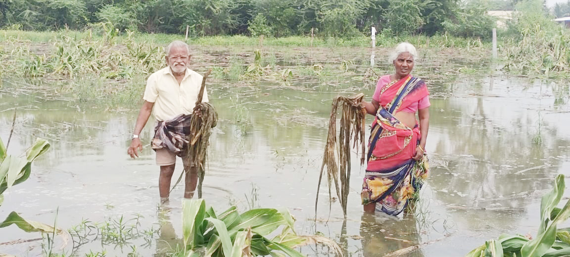 மக்காச்சோள பயிர்கள் தண்ணீரில் மூழ்கி சேதம்! விவசாயிகள் கவலை