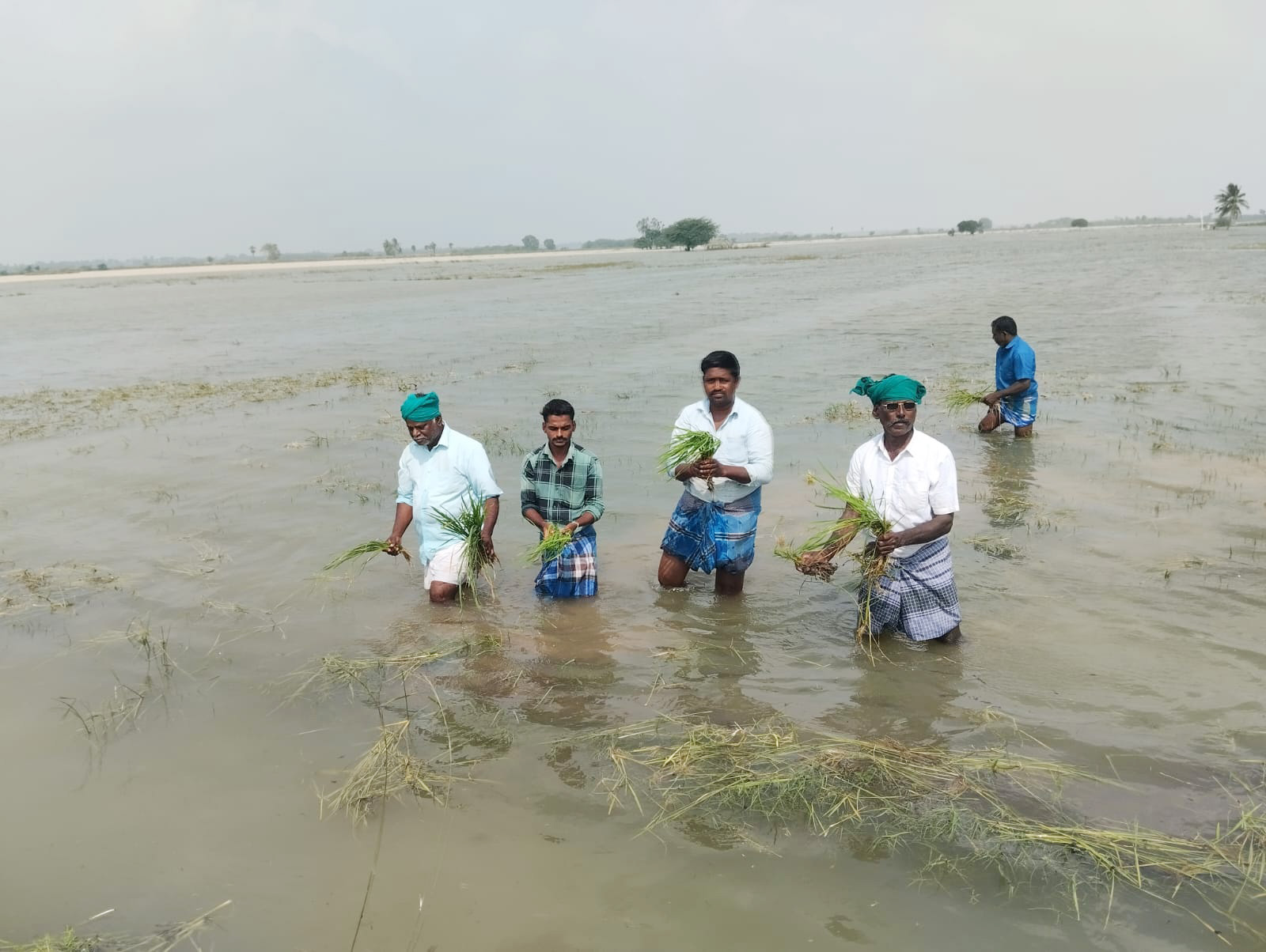 2,000 ஏக்கர் நெற்பயிர்கள் தண்ணீரில் மூழ்கின: விவசாயிகள் வேதனை