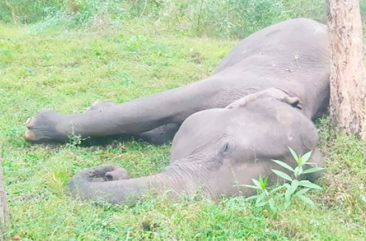 முதுமலையில் பெண் யாணை உயிரிழப்பு