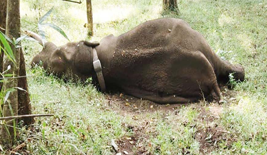 பிடிக்கப்பட்ட “ரோலக்ஸ்” யானை உயிரிழப்பு