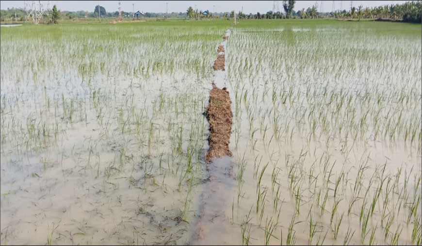 100 ஏக்கர் அழுகும் அபாயம்