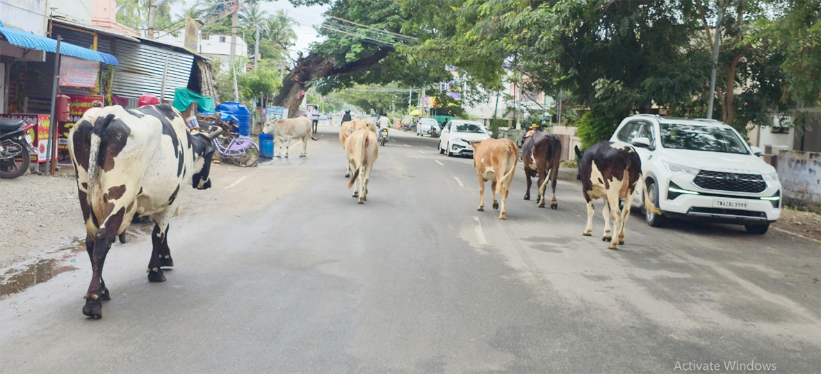 சாலைகளில் சுற்றித் திரியும் கால்நடைகள்: விபத்துகள் எற்படும் அபாயம்