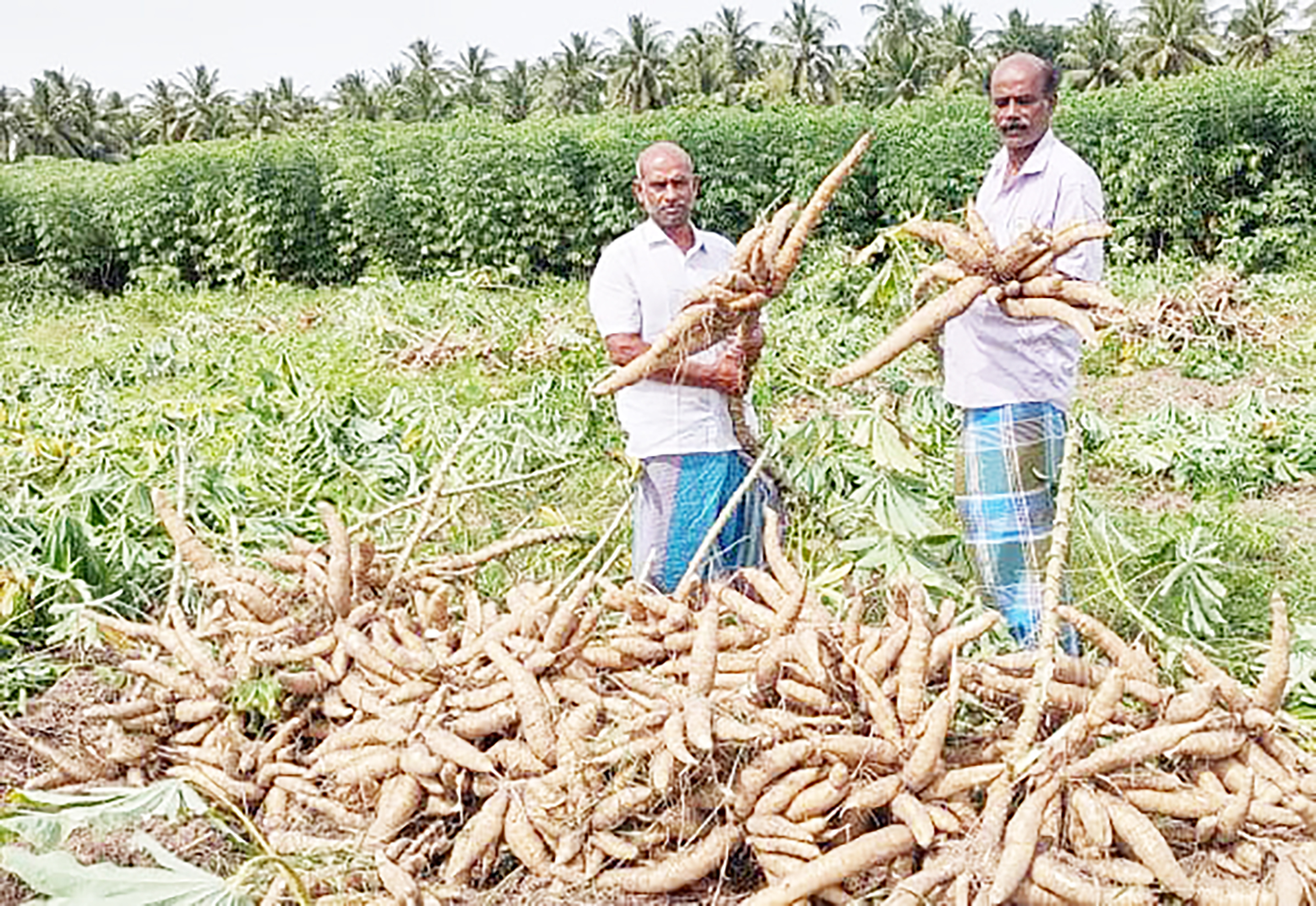 மரவள்ளிக் கிழங்கு விலை சரிவு: விவசாயிகள் கவலை