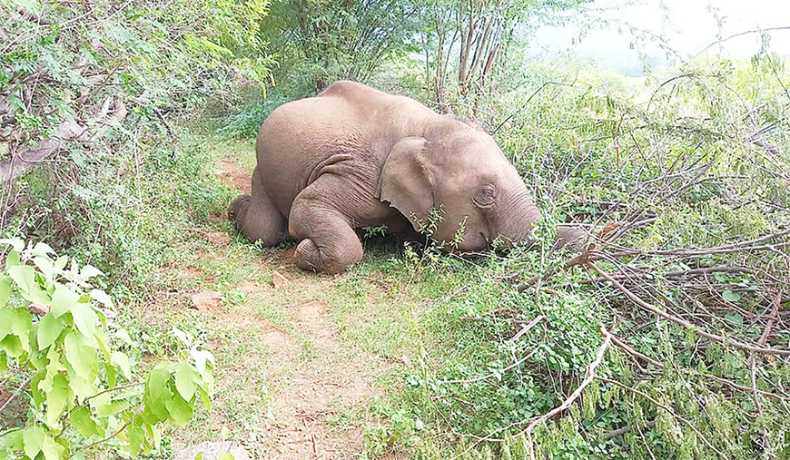மின்வேலியில் சிக்கி மீண்டும் ஒரு யானை உயிரிழப்பு