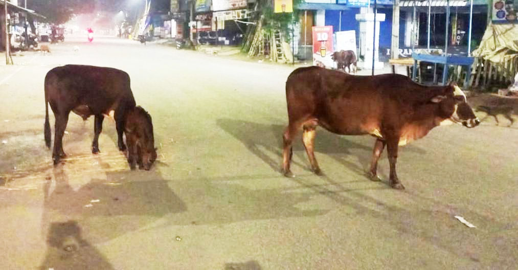 ராணிப்பேட்டை சாலைகளில் கால்நடைகள் ஆக்கிரமிப்பு