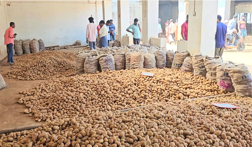 உரிய விலை கிடைக்காததால் அதிர்ச்சி 300 டன் உருளை கிழங்குகள் தேக்கம்: விவசாயிகள் போராட்டம்