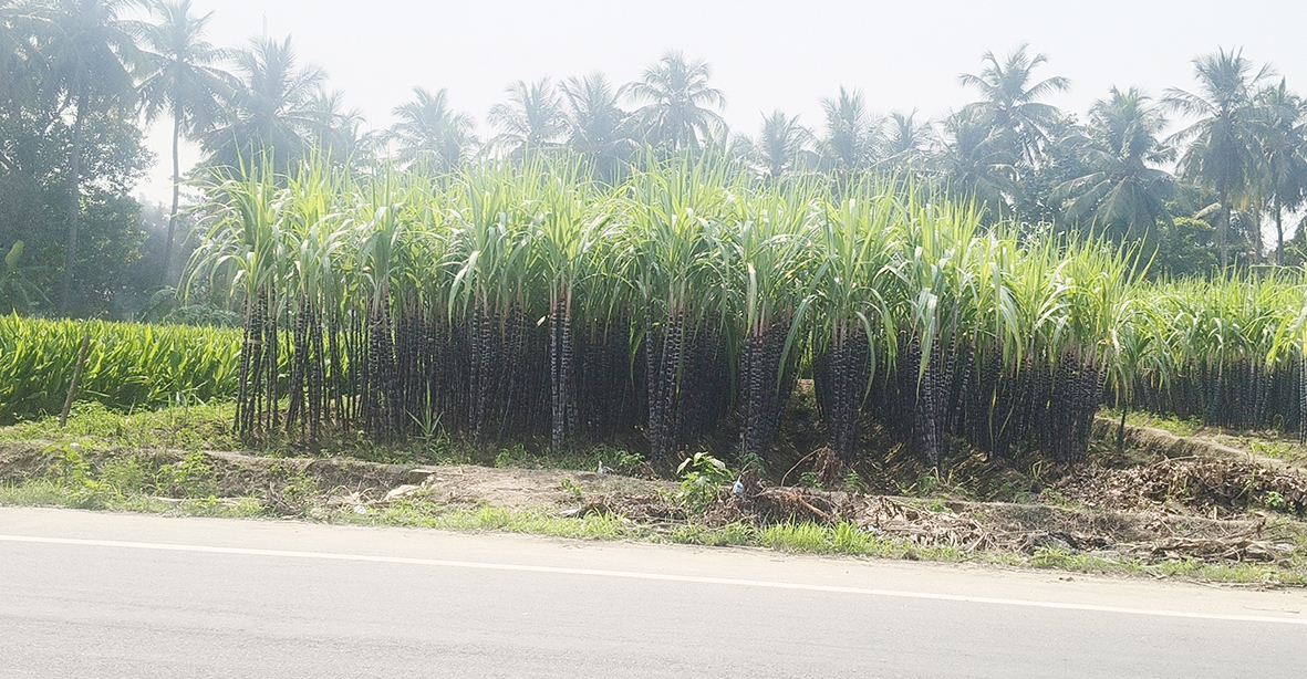 பொங்கல் பண்டிகைக்கு தயாராகும் கரும்புகள்
