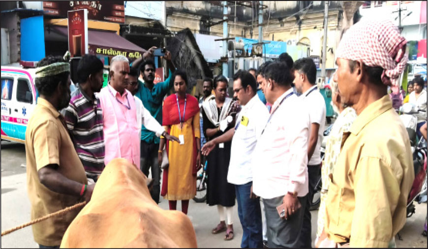போக்குவரத்துக்கு இடையூறாக சுற்றித்திரிந்த 11 மாடுகள் பறிமுதல்