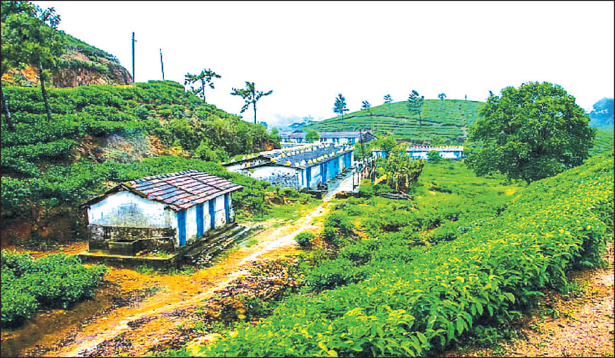 93 பேர் வசிக்கும் மாஞ்சோலையில் 1,100 பேருக்கு எஸ்ஐஆர் விண்ணப்பங்கள்