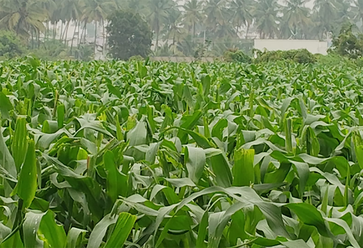 விவசாயிகளை மிரட்டும் அமெரிக்கன் படைப்புழு தாக்குதல்