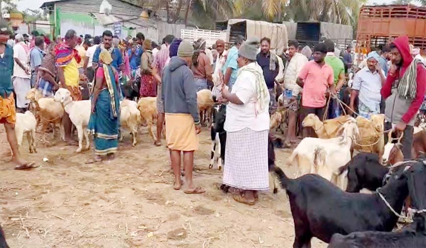 களையிழந்த அன்னூர் ஆட்டுச் சந்தை