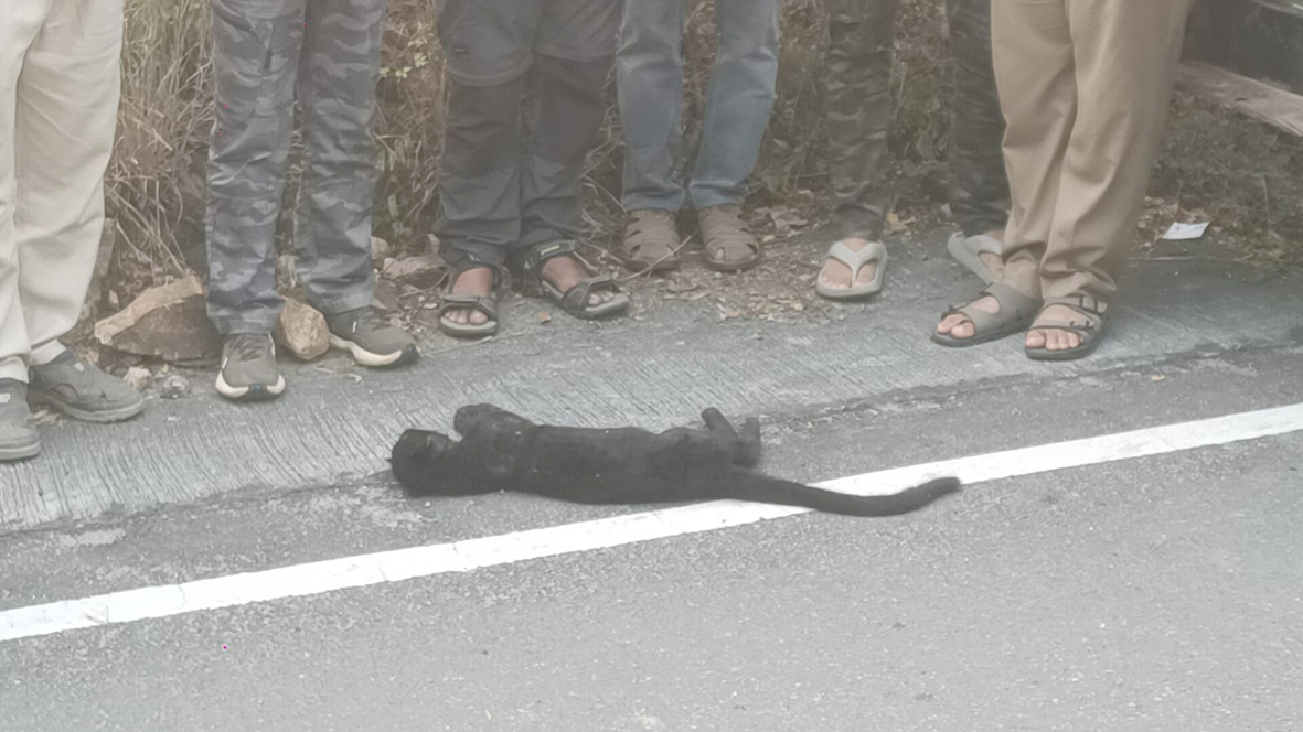கருஞ்சிறுத்தை குட்டி உயிரிழப்பு