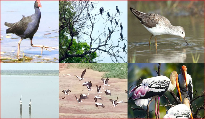 விருதுநகர் மாவட்டம் முழுவதும் நீர்நிலைப் பறவைகள் கணக்கெடுப்பு தொடக்கம்