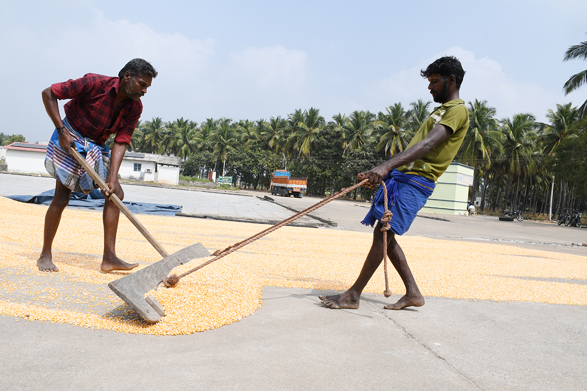 மக்காச்சோளத்திற்கு ஒன்றிய, மாநில அரசுகள் விலை நிர்ணயம் செய்ய விவசாயிகள் கோரிக்கை