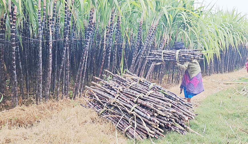 கரும்புகளை முழுமையாக கொள்முதல் செய்ய விவசாயிகள் கோரிக்கை