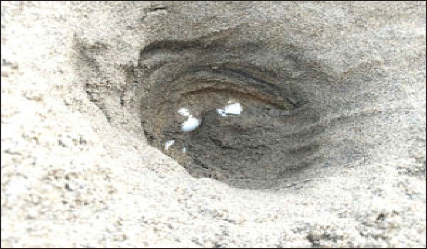 காரைக்காலில் ஆலிவ் ரிட்லி ஆமைகளின் முட்டை திருடப்படும் அபாயம்