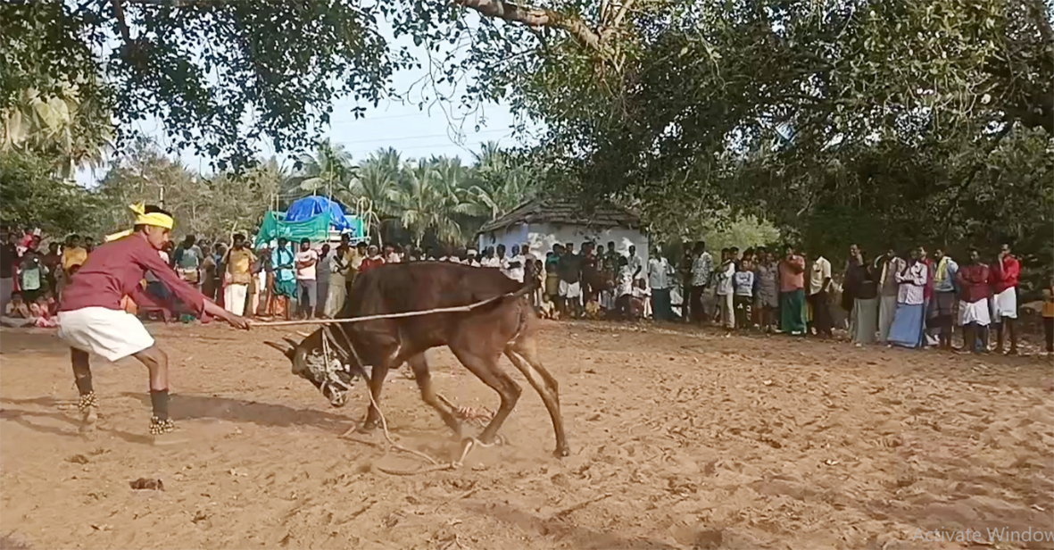 உடுமலை கிராமங்களில் சலகெருது ஆட்டம் தொடக்கம்
