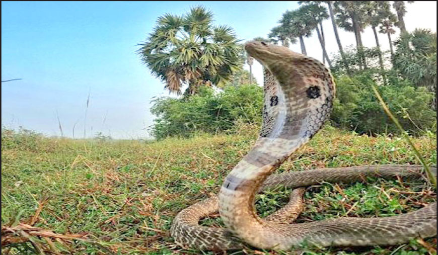 பாம்பு விஷத்திற்கு ஒட்டகத்திலிருந்து முறிவுப் பொருள்