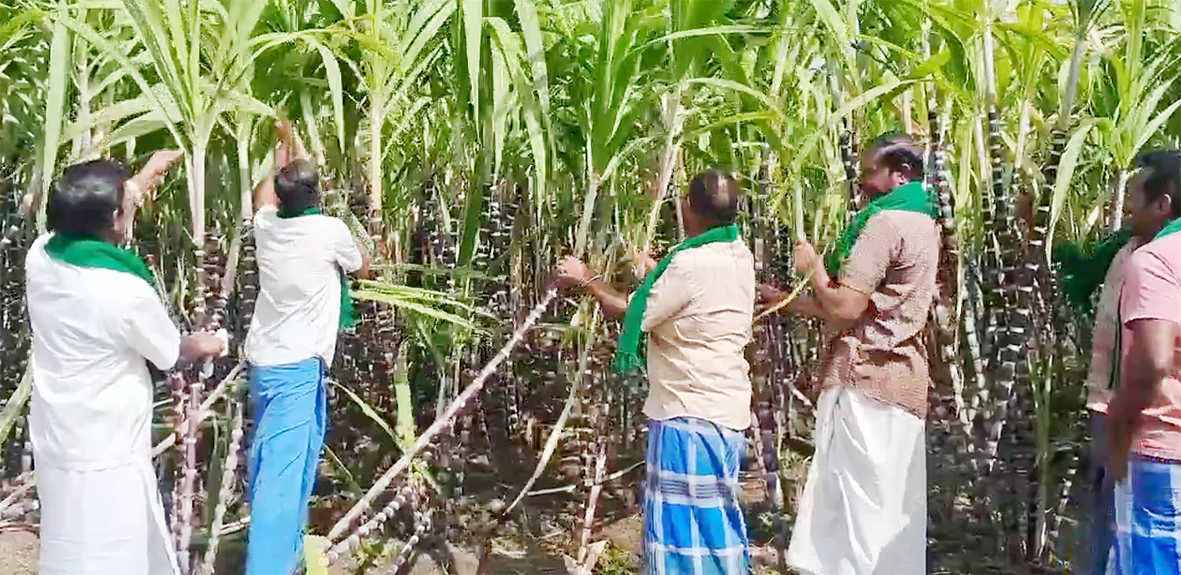 கரும்பை கொள்முதல் செய்ய அதிகாரிகள் வரவில்லை!