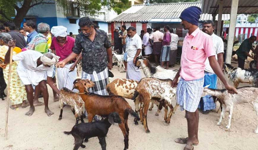பொங்கல் பண்டிகை ஆறுமுகநேரி ஆட்டுச் சந்தையில் ரூ.2 கோடிக்கு ஆடுகள் விற்பனை