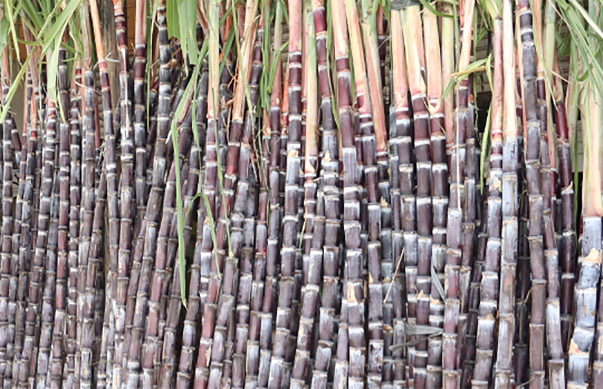 திருப்பூரில் பொங்கல் பண்டிகைக்காக கரும்பு ஜோடி ரூ.150 வரை விற்பனை