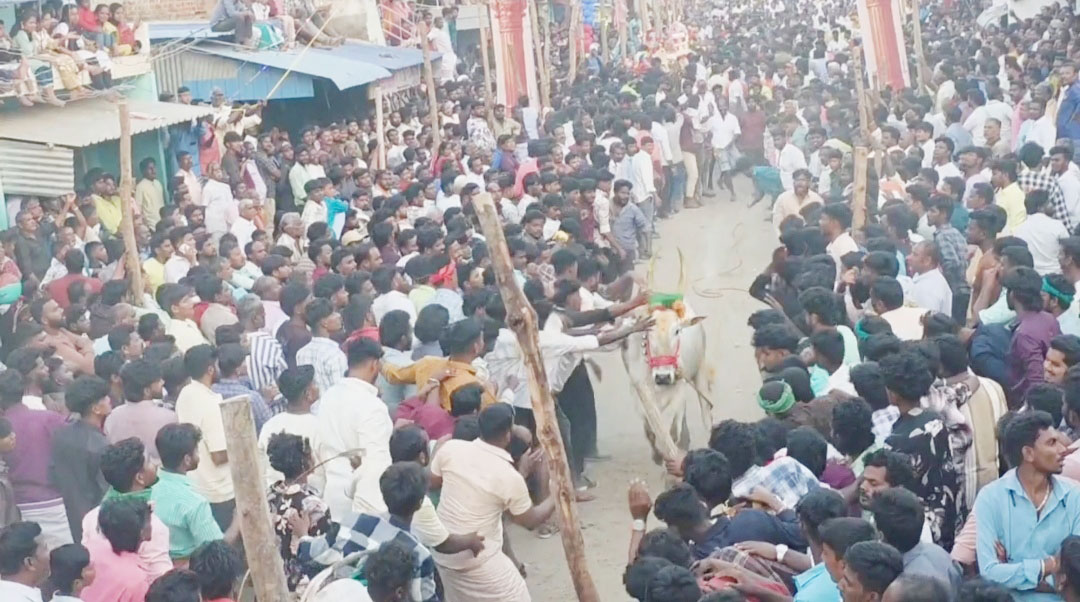 ஆதமங்கலம் புதூரில் காளை விடும் விழா