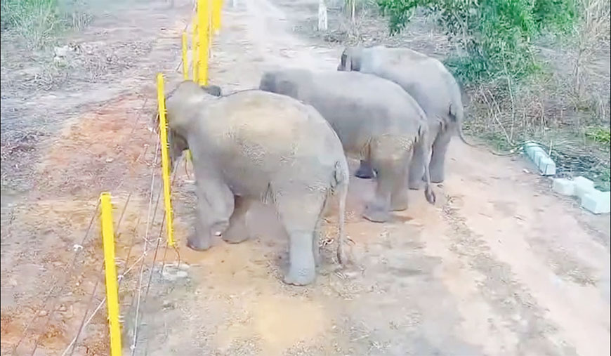 ‘யானை புகா’ நவீன வேலி அமைக்கும் பணி தீவிரம்