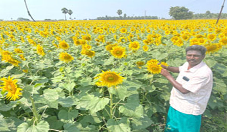 சூரியகாந்தி அமோக விளைச்சல் அரசே கொள்முதல் செய்ய விவசாயிகள் கோரிக்கை