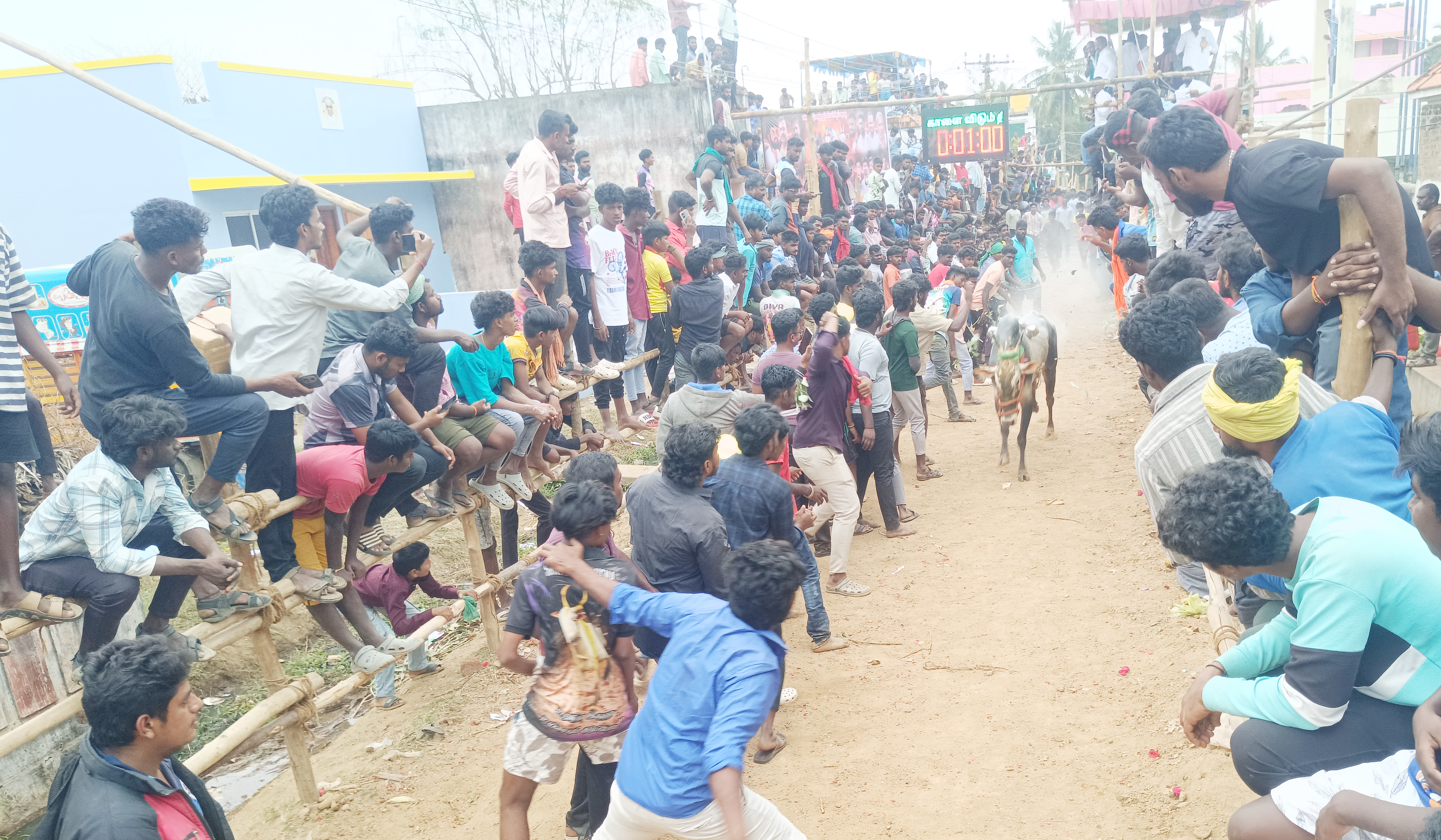 வேலூர் கம்மவான் பேட்டையில் காளை விடும் திருவிழா