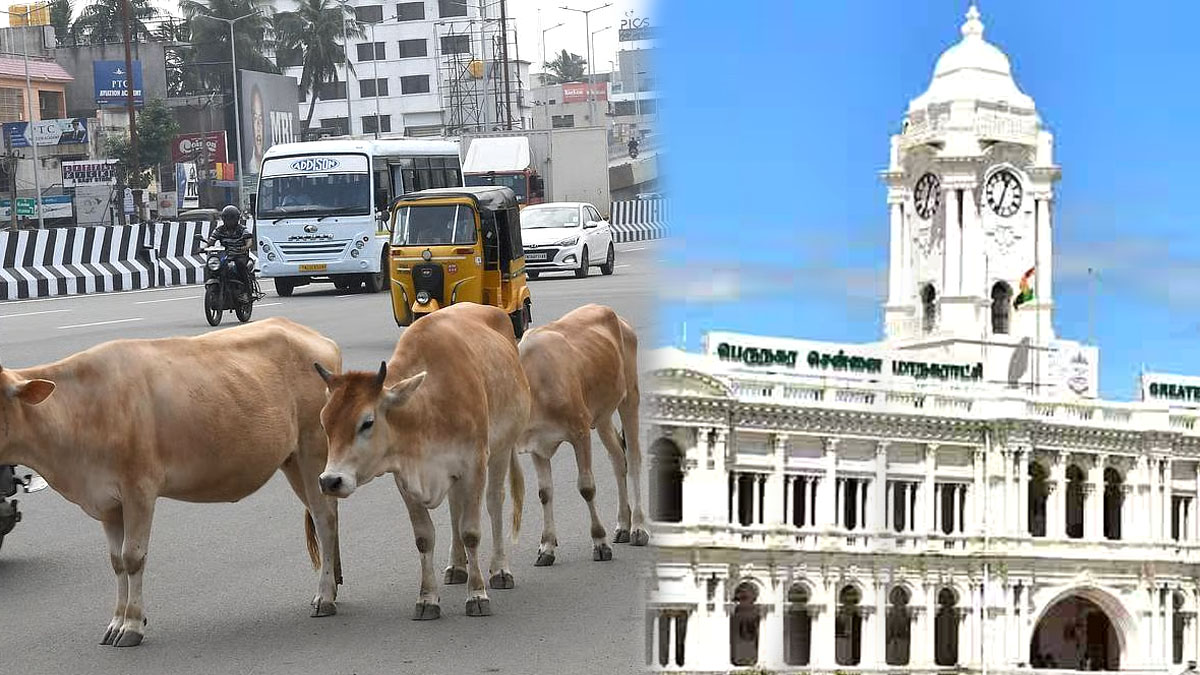 மாடுகளுக்கு மைக்ரோ சிப் கட்டாயம் - சென்னை மாநகராட்சி கூட்டத்தில் முடிவு!