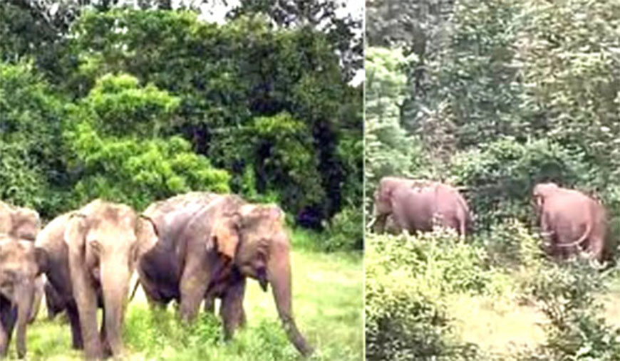 யானைக் கூட்டம் மிதித்ததில் ஒரே குடும்பத்தைச் சேர்ந்த 3 பேர் உயிரிழப்பு