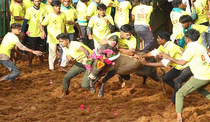 மாதாகோட்டையில் ஜல்லிக்கட்டு : 35 பேர் காயம்