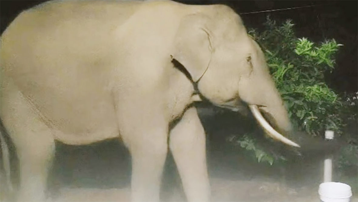 குழாயை திறந்து தண்ணீர் அருந்திய யானை