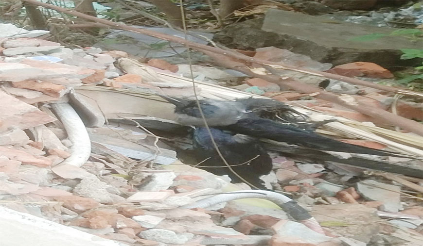 எர்ணாவூரில் காகங்கள் இறப்பு: பொதுமக்கள் அச்சம்