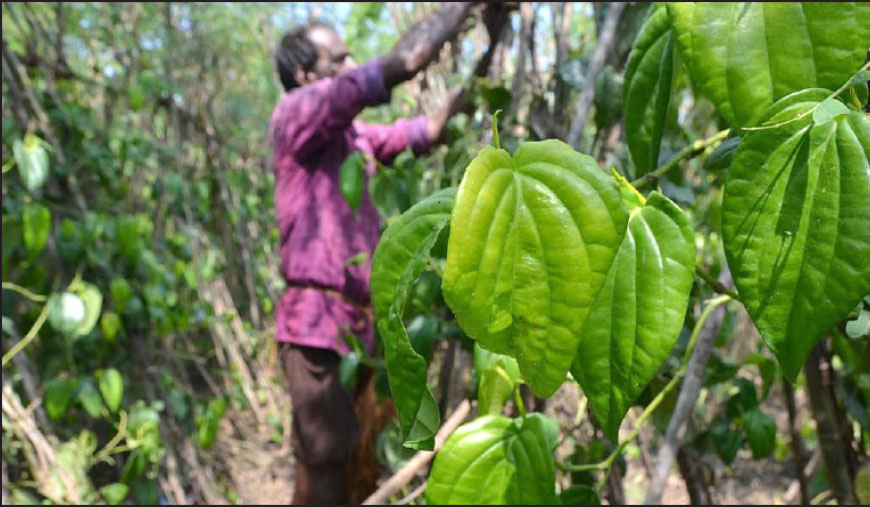 பரமத்தி வேலூரில் வெற்றிலை ஆராய்ச்சி மையம் அமையுமா?