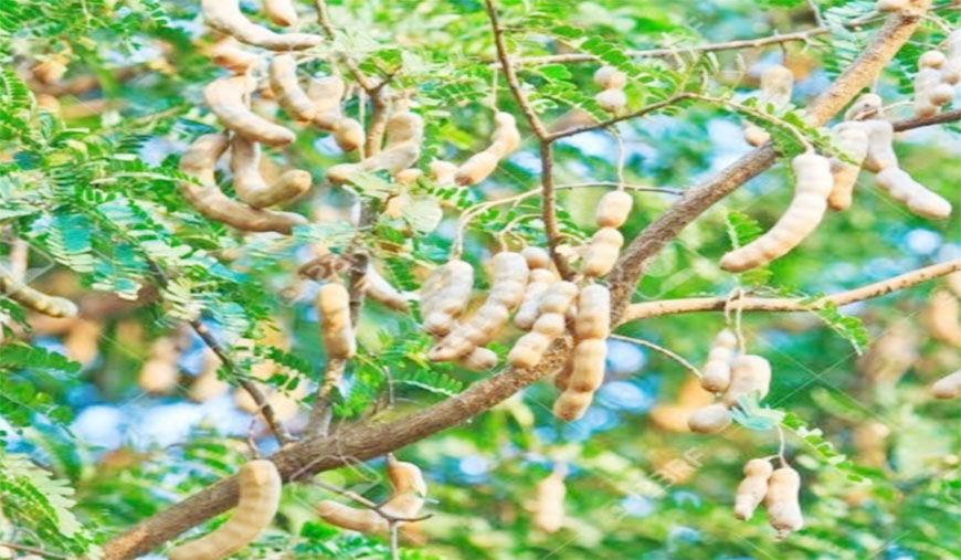 புளியைப் பாதுகாக்க குளிர்பதனக் கிடங்கு மாநில அரசு அமைக்கக் கோரிக்கை