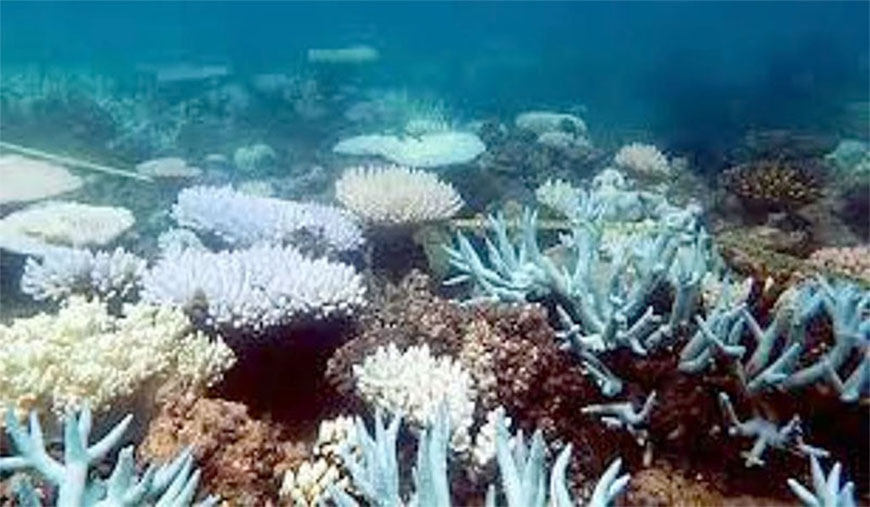 இராமேஸ்வரத்தில் பவளப்பாறை காட்சியகம்
