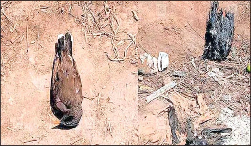 தமிழக - கேரள எல்லையில் இறந்து கிடக்கும் பறவைகள் வனத்துறையினர்