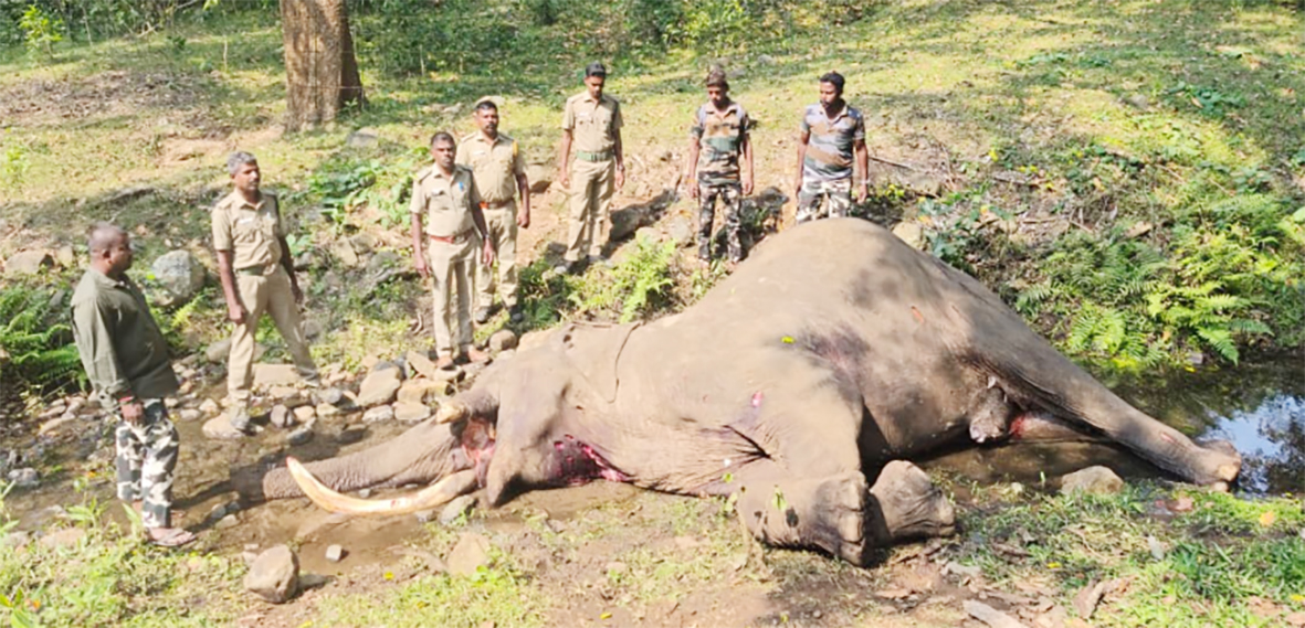 பயங்கர மோதலில் யானை உயிரிழப்பு