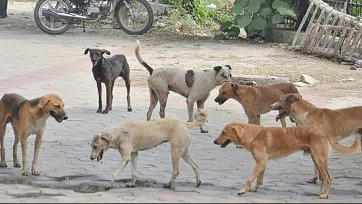 ஆத்துப்பாளையத்தில் அதிகரித்து வரும் நாய் தொல்லை; உடனடி நடவடிக்கை எடுக்கக் கோரிக்கை