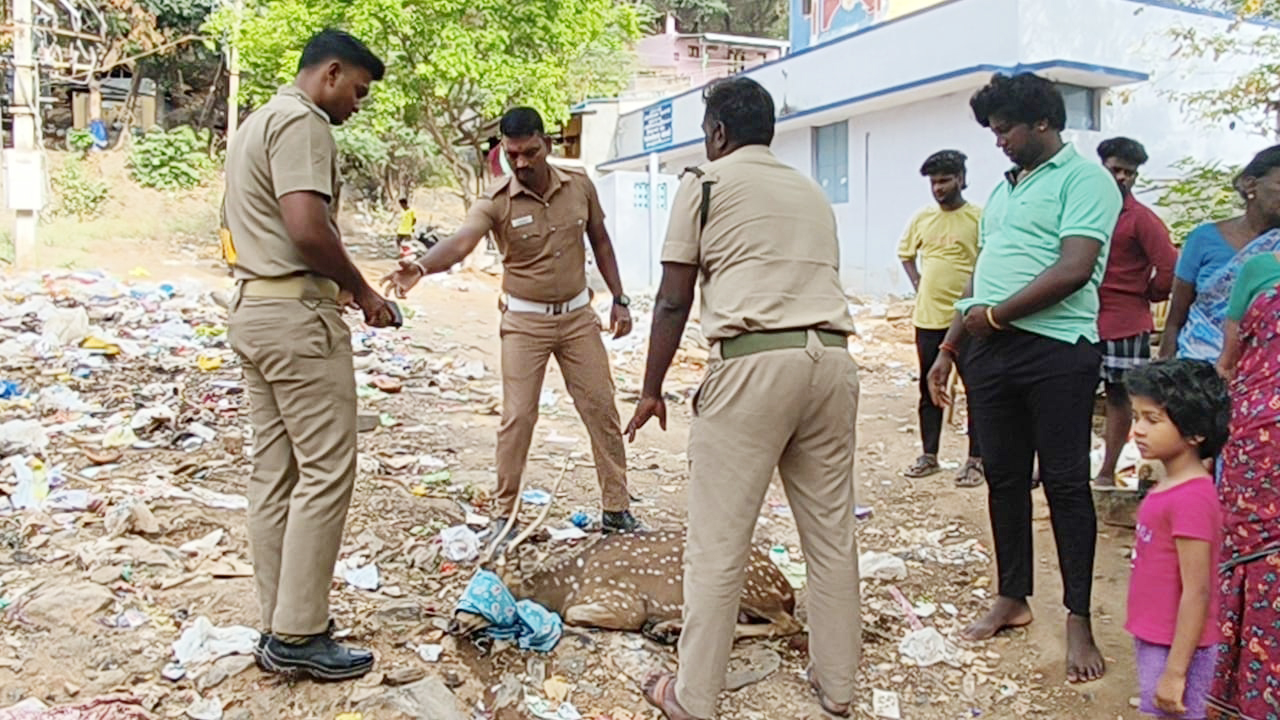 நாய்கள் கடித்ததால் மான் படுகாயம்