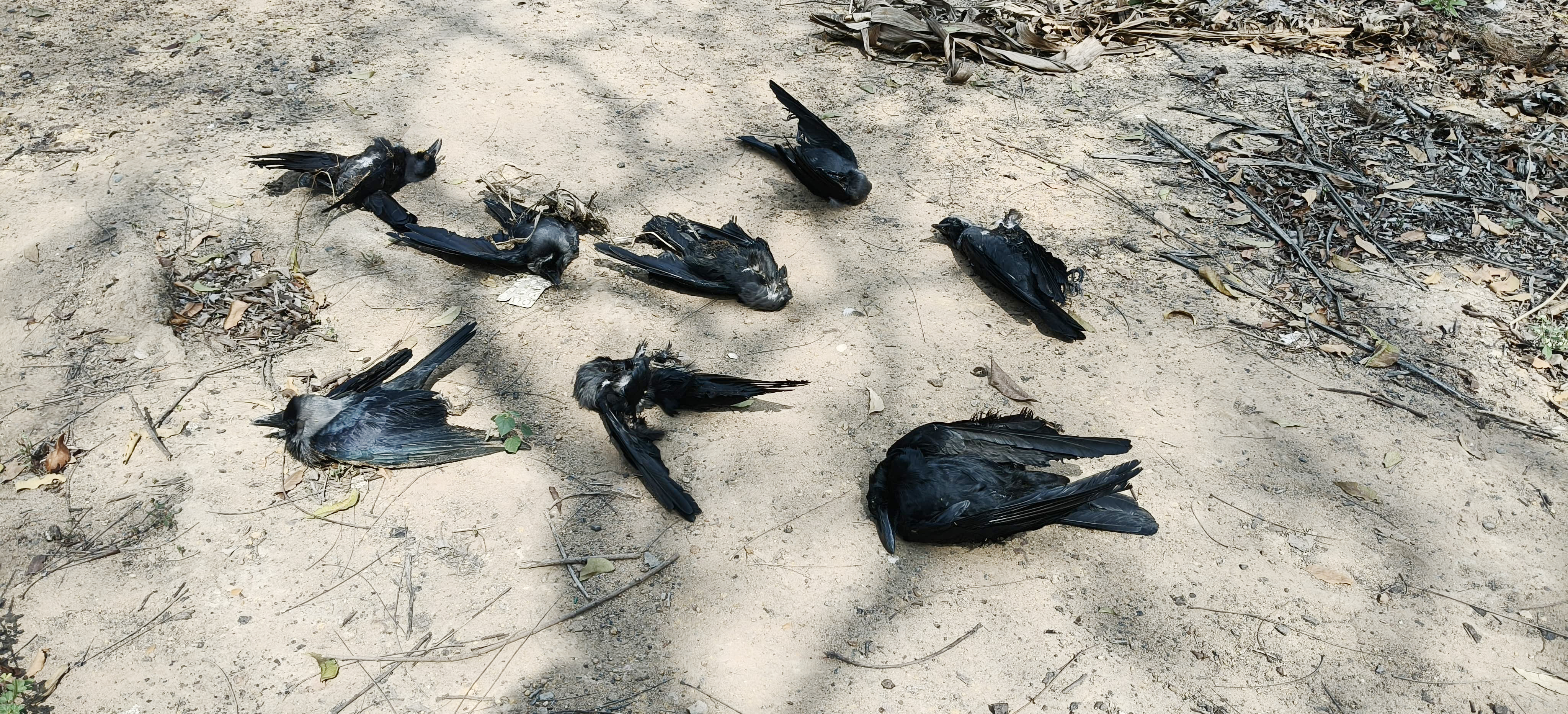 கடலூர் அருகே காகங்கள் அடுத்தடுத்து இறப்பு பறவைக் காய்ச்சலா பொதுமக்கள் அச்சம்