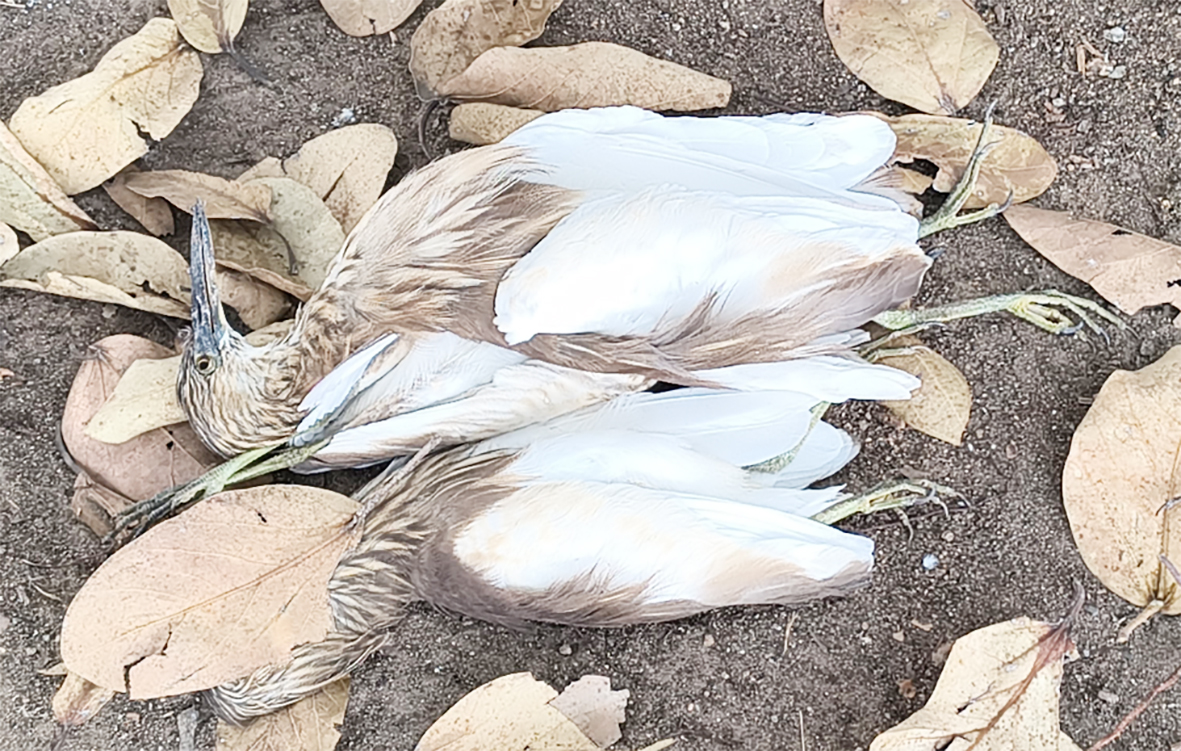10க்கும் மேற்பட்ட நாரைகள் மரணம்: பறவைக் காய்ச்சல் அச்சம்!