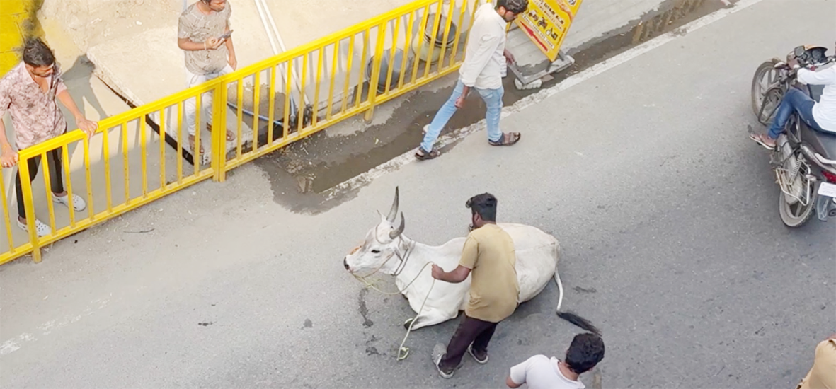 மேம்பாலத்திலிருந்து கீழே குதித்த காளை!