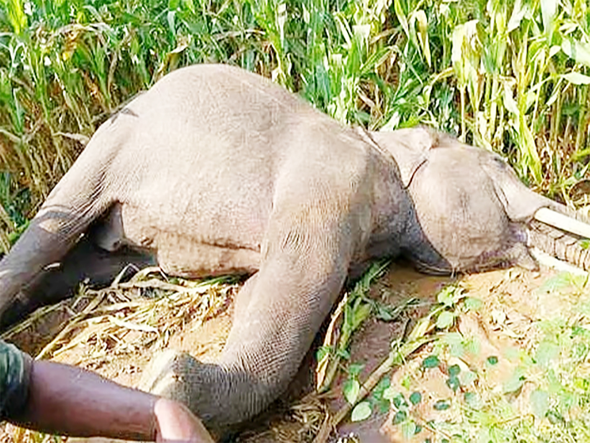 மின்வேலியில் சிக்கி யானை உயிரிழப்பு